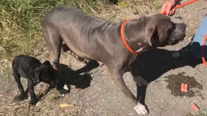 Illustration : Une chienne abandonnée accueille les sauveteurs avec gratitude, mais un de ses petits ne l’entend pas de cette oreille (vidéo)