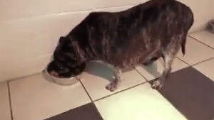 Illustration : Cette chienne en obésité morbide a perdu la moitié de son poids en 10 mois et profite désormais pleinement de la vie