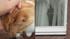 Illustration : La réaction désopilante d’un chat découvrant que sa propriétaire le « trompe » avec le félin des voisins (vidéo)