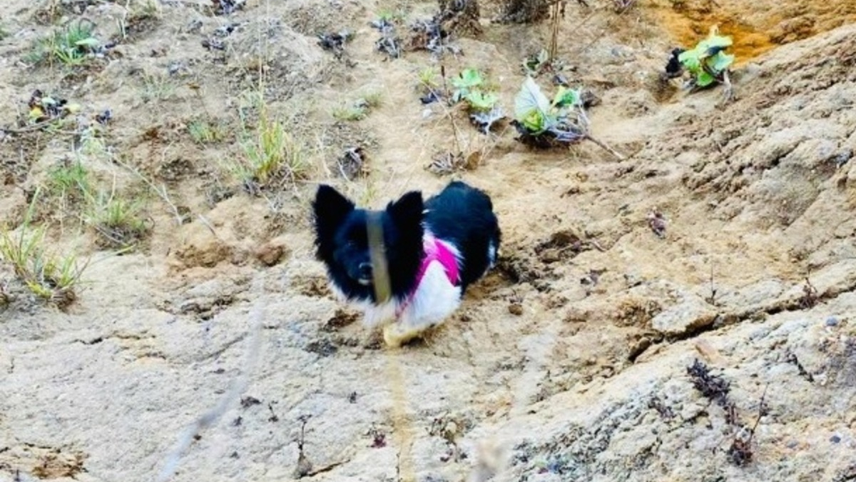 Illustration : "Sa chienne tombée d'une falaise, elle place ses ultimes espoirs entre les mains des pompiers"