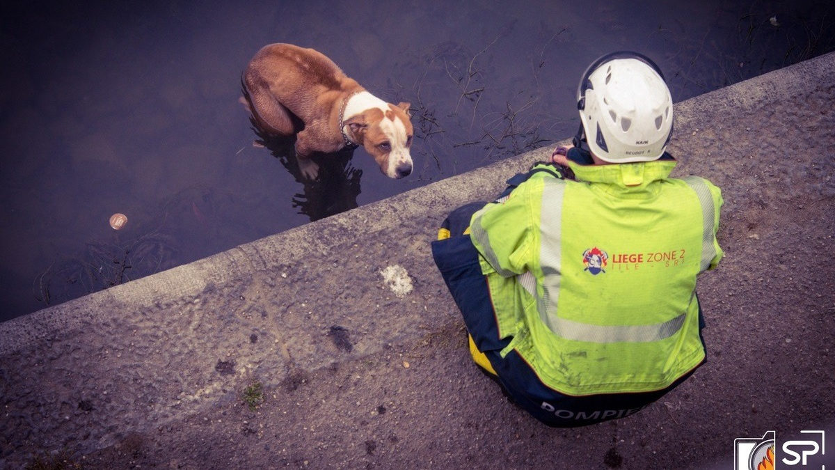 Illustration : "Un chien tombé dans un fleuve risque l'hypothermie, les pompiers interviennent en urgence "