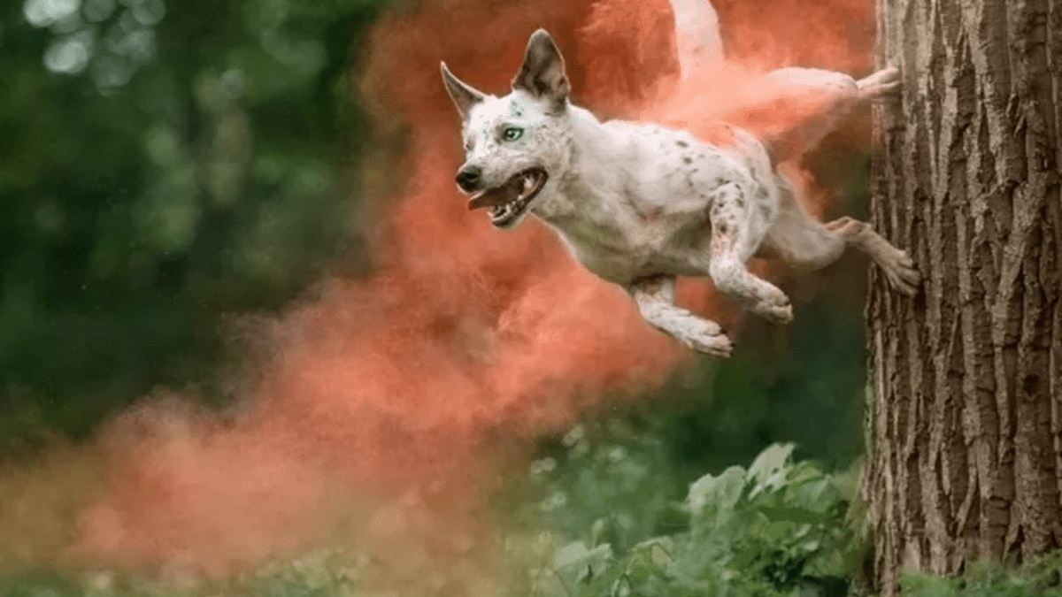 Illustration : "17 photos de chiens faisant étalage de leurs talents d'athlètes"