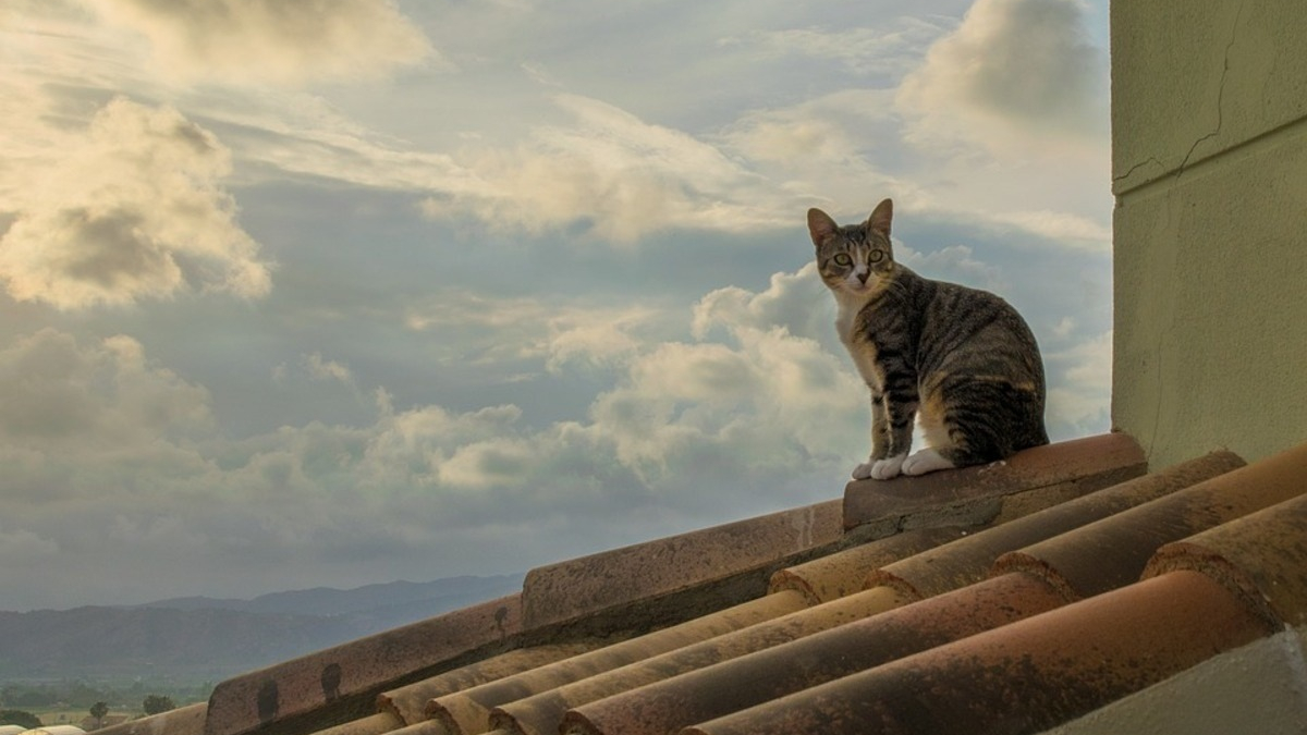 Illustration : "Un SOS lancé pour sauver un chat bloqué sur le toit d'une maison, un couvreur y répond"