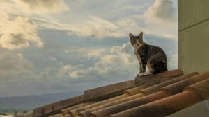 Illustration : "Un SOS lancé pour sauver un chat bloqué sur le toit d'une maison, un couvreur y répond"