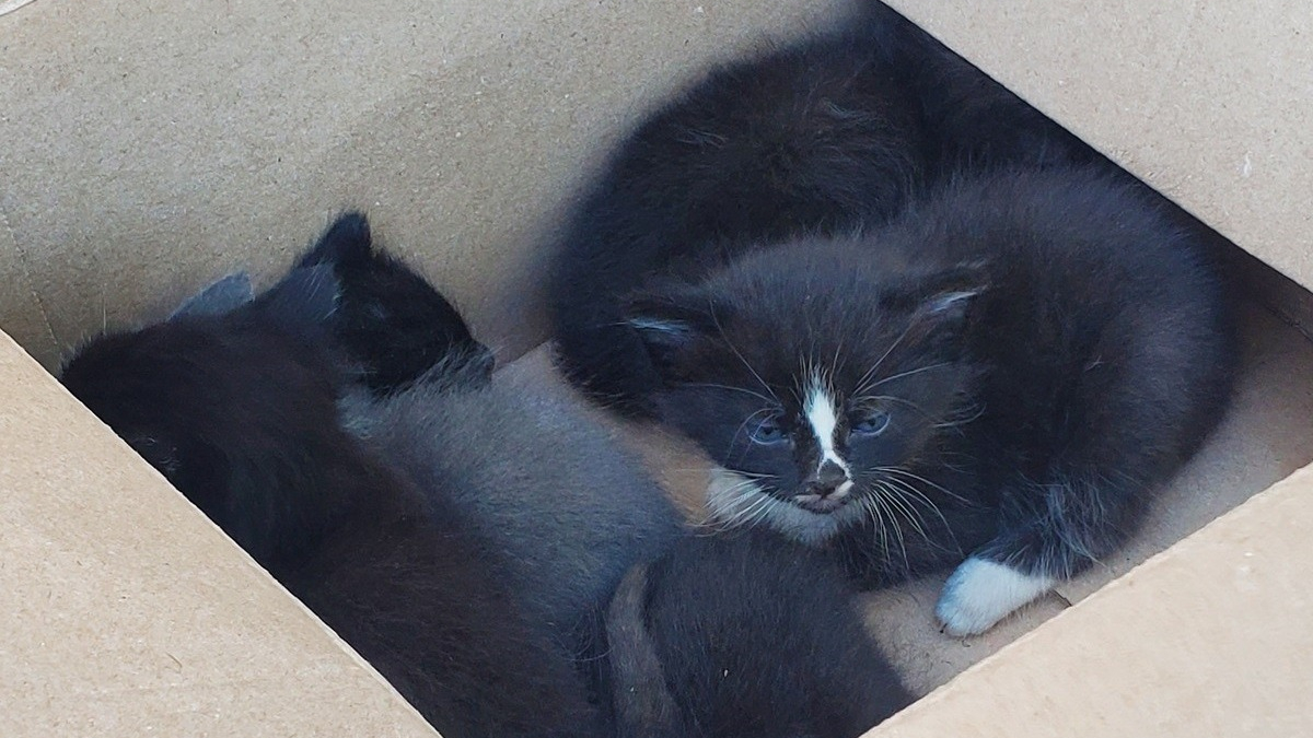 Illustration : "Une chatte et ses 6 chatons se retrouvent bloqués sous une maison, les pompiers appelés à la rescousse"