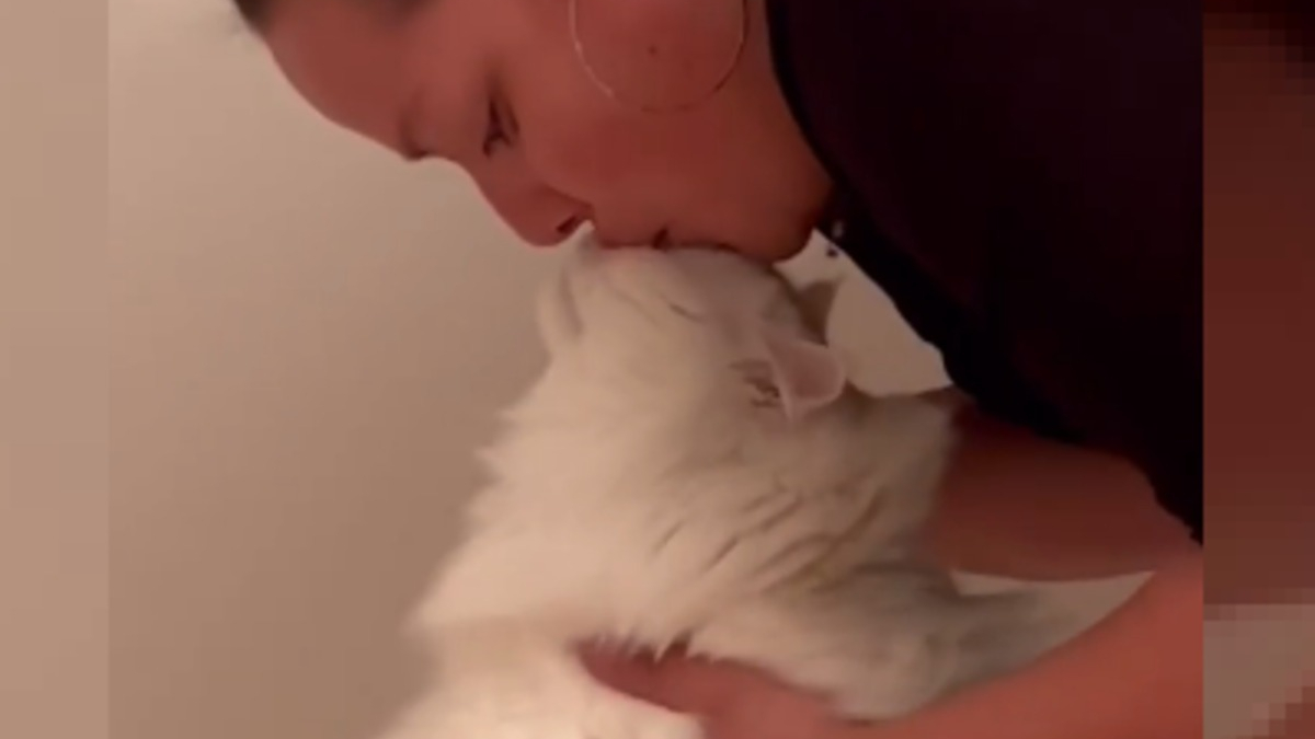 Illustration : "Cette chatte à l'affection débordante ne prend ses repas qu'après avoir reçu son bisou (vidéo)"