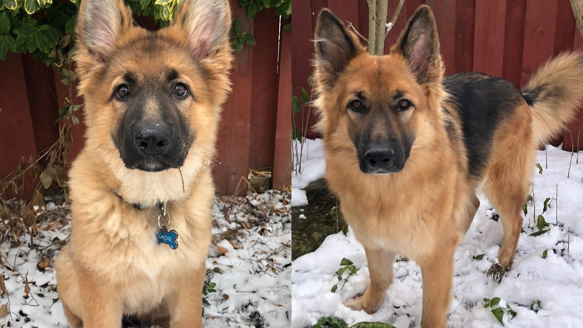 Illustration : "20 photos avant et après de chiens dont la beauté n'a fait que s'amplifier avec l'âge"