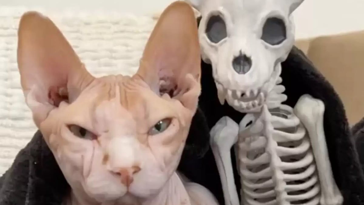 Illustration : "Elle achète un squelette de chat en guise de déco d'Halloween, son Sphynx décide d'en faire son nouvel ami"