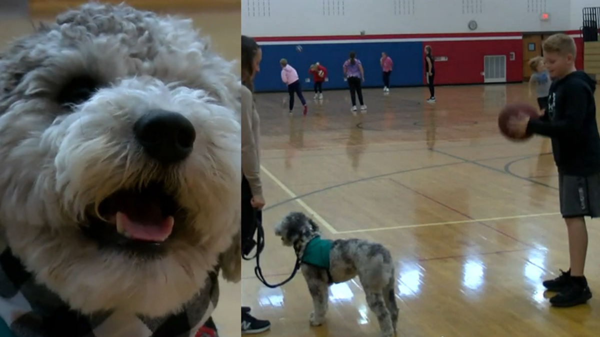 Illustration : "Un chien de thérapie à l'école pour encourager les élèves en cours d'éducation physique"