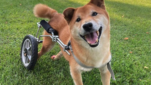 Illustration : "Ce Shiba Inu a été élu le chien de sauvetage le plus mignon au monde en 2022 grâce à sa joie de vivre à toute épreuve"