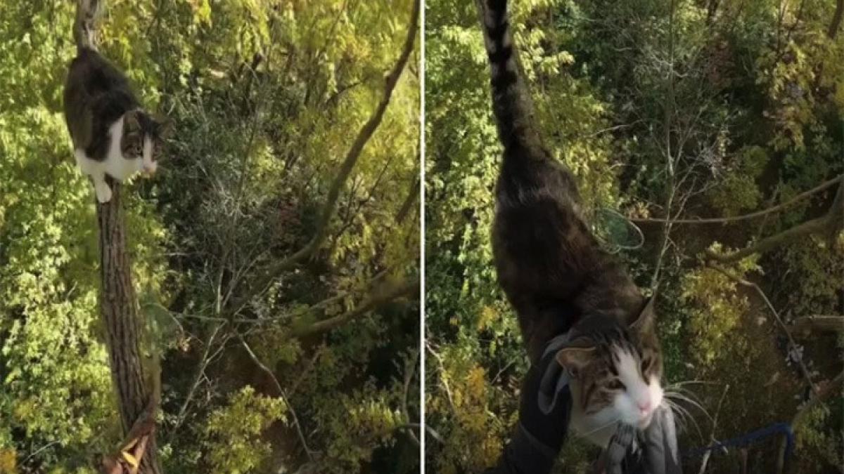 Illustration : "La vidéo du sauvetage d’un chat perché à 13 mètres du sol dans un arbre par un élagueur-grimpeur passionné"