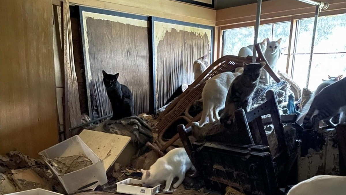 Illustration : "Opération de grande ampleur pour secourir 170 chats livrés à eux-mêmes après l'hospitalisation de leur propriétaire"