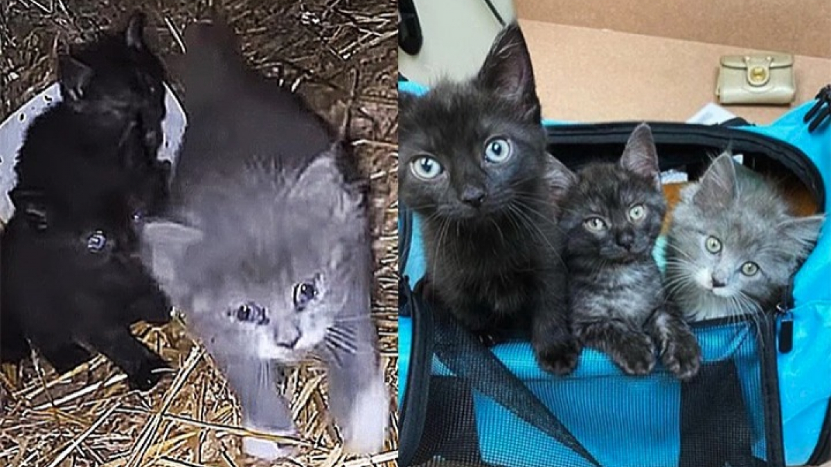 Illustration : "Une bénévole d’association découvre 3 chatons dans une colonie de chats errants stérilisés"