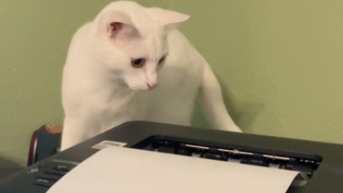 Illustration : "Ce chat vole systématiquement les devoirs de son jeune humain à leur sortie de l'imprimante (vidéo)"