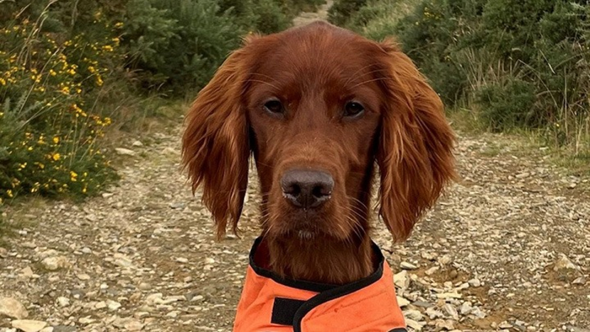 Illustration : "Un jeune chien s’empale sur un bâton lors d’une partie de jeu et doit subir une intervention chirurgicale de toute urgence"