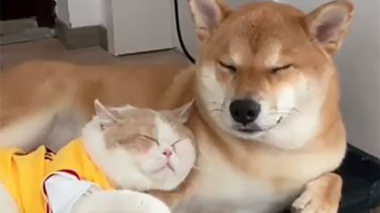 Illustration : Le montage vidéo dévoilant la complicité hors du commun de ce chat et de ce chien a profondément ému la toile