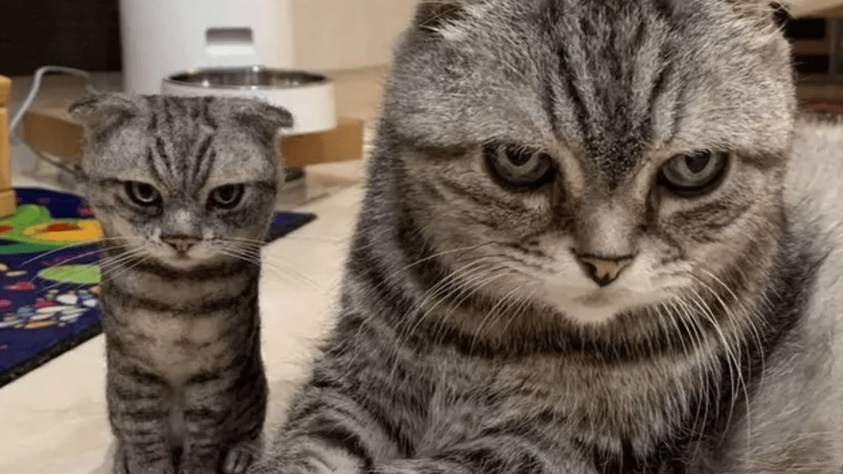 Illustration : "14 photos désopilantes de chats qui ne font décidément rien comme les autres"