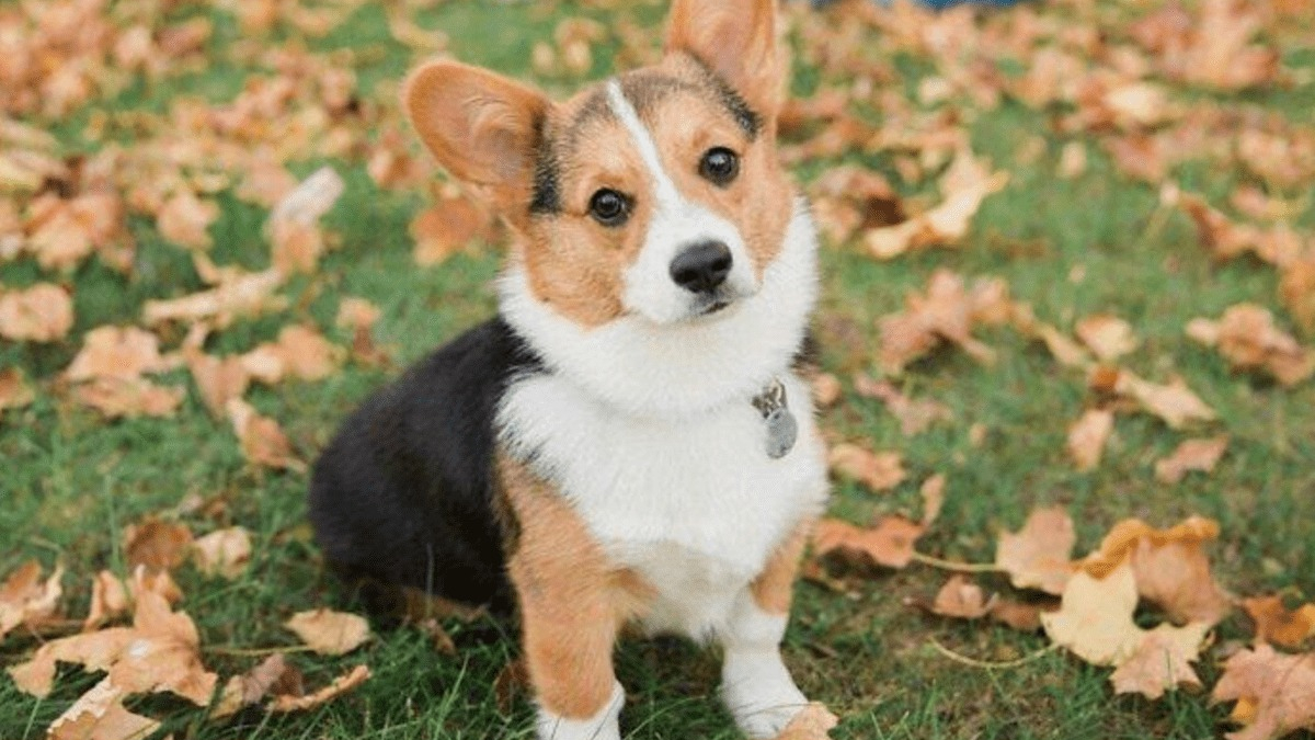 Illustration : "20 photos splendides de Corgis qui donnent raison aux inconditionnels de cette race"