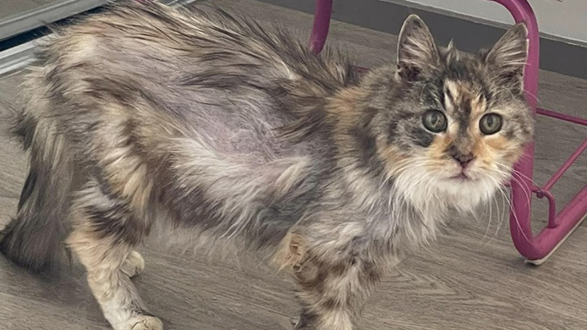 Illustration : "Une chatte de 22 ans abandonnée en raison du prix de ses soins a été adoptée par sa famille d’accueil : « elle profitera d’une retraite dorée »"