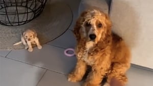 Illustration : "La vidéo attendrissante d’un chien adulte qui prend la défense de son jeune congénère ayant fait une bêtise"