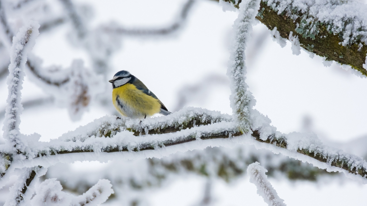 Illustration : "Pour prendre les oiseaux des jardins sous votre aile cet hiver, Hamiform a concocté une sélection d’innovations à ne pas manquer"