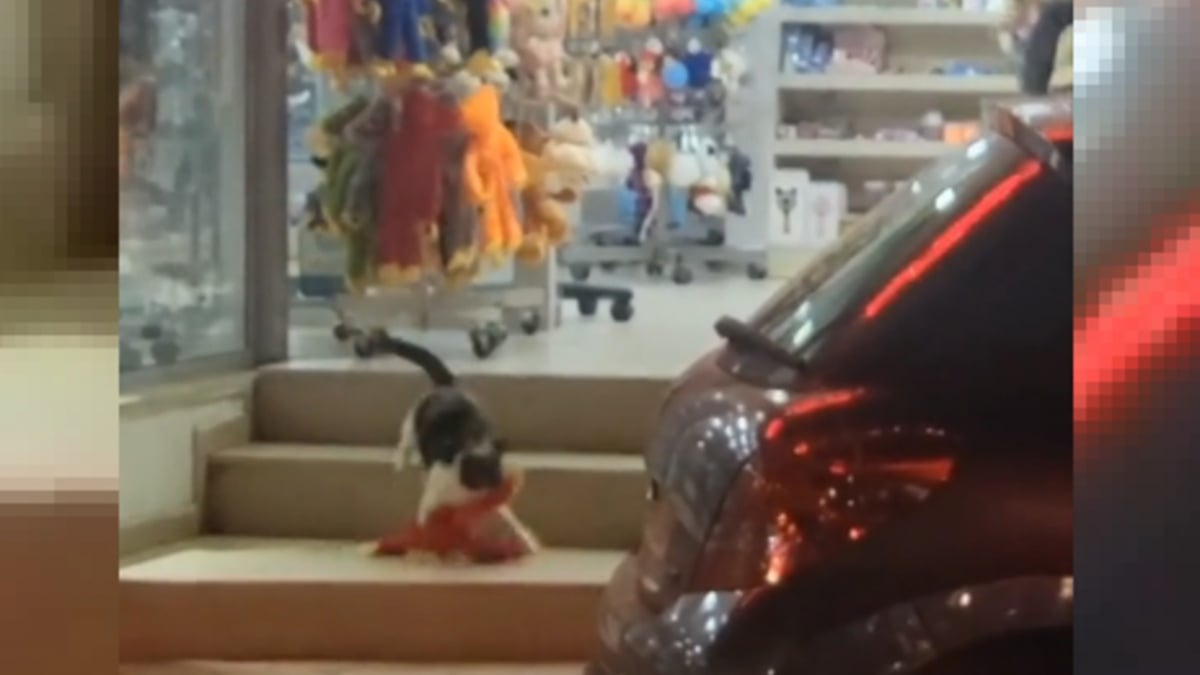 Illustration : "Un chat cleptomane multirécidiviste s'introduit dans un magasin pour voler des animaux en peluche (vidéo)"