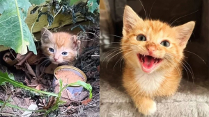 Illustration : "Un chaton abandonné en pleine nature donne du fil à retordre aux sauveteurs avant de faire entendre sa voix"