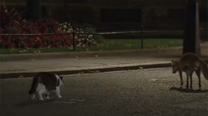 Illustration : Larry, le chat de la résidence de la Première ministre britannique fait fuir un renard curieux (vidéo)