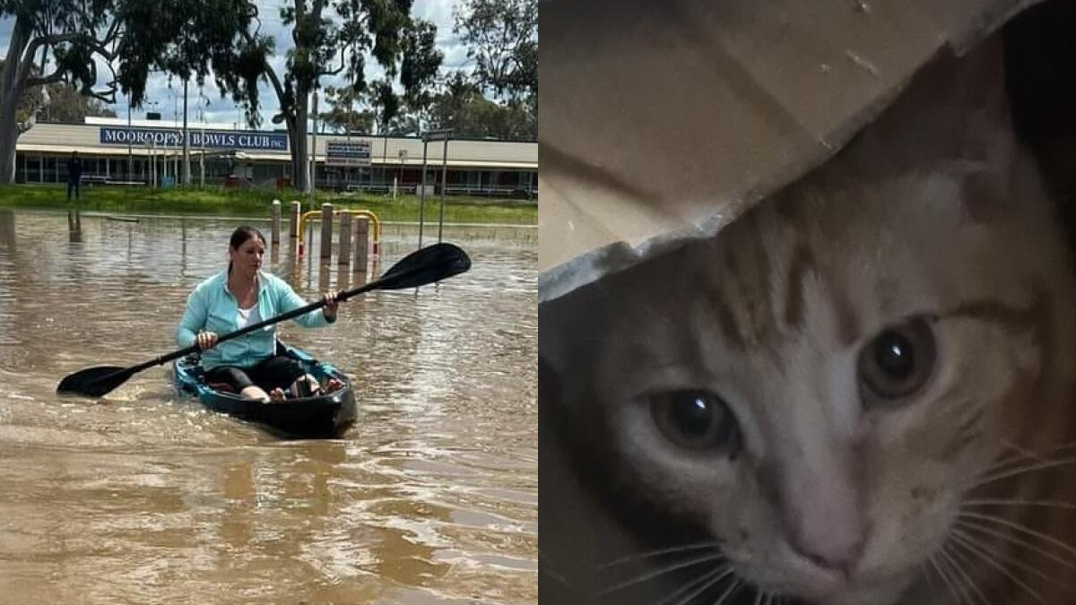 Illustration : "Une bénévole saute sur son kayak pour sauver un chat piégé par les inondations"