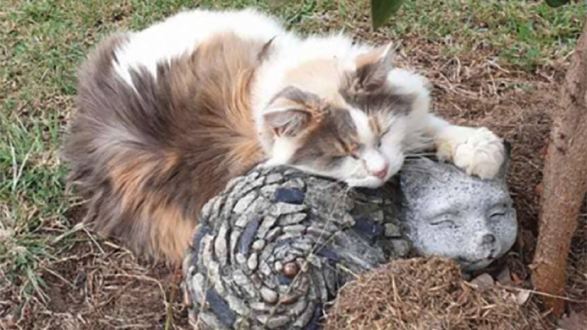 Illustration : "Une chatte âgée se prend d’affection pour une statue représentant un congénère et se blottit contre elle pour de longues siestes"