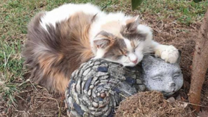 Illustration : Une chatte âgée se prend d’affection pour une statue représentant un congénère et se blottit contre elle pour de longues siestes