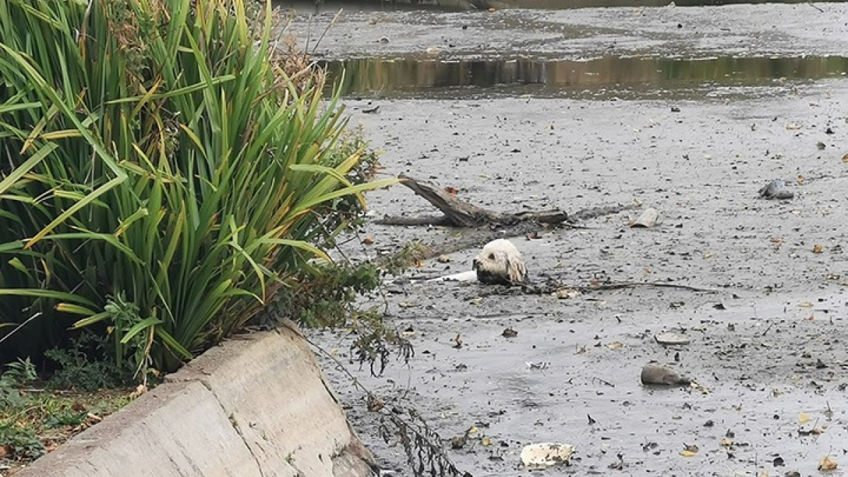 Illustration : "Un chien se retrouve coincé dans la boue d’un lac asséché : des passants interviennent"