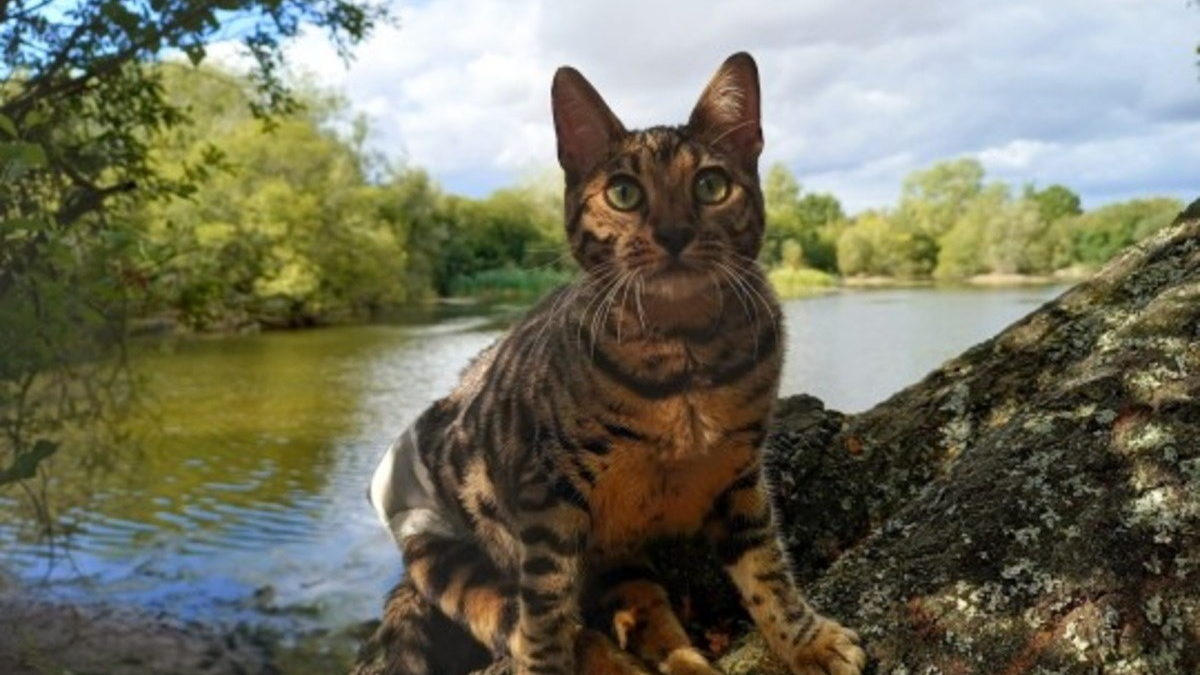 Illustration : "Voici Hanny, chatte Bengal que rien n'arrête, pas même son handicap"