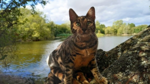 Illustration : Voici Hanny, chatte Bengal que rien n'arrête, pas même son handicap