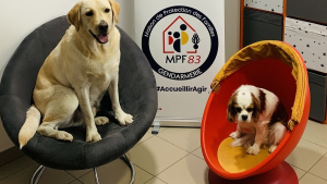 Illustration : "Des chiens pour réconforter les jeunes victimes de violences lors de leur audition par les gendarmes"