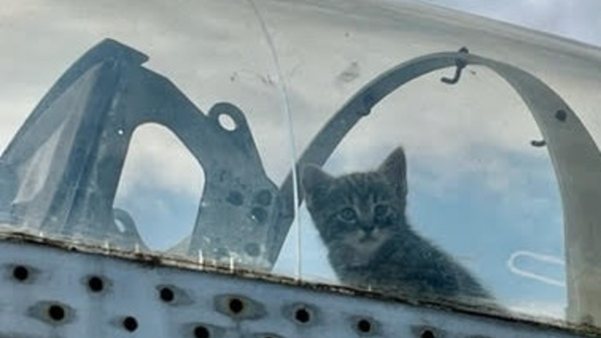 Illustration : "Une chatte se faufile dans le cockpit d'un vieil avion et décide d'y fonder une famille"