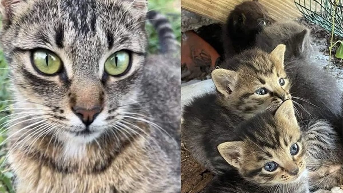 Illustration : "Une femme découvre un chaton dans son jardin, plus tard elle trouve le reste de sa famille et comprend pourquoi il était seul"