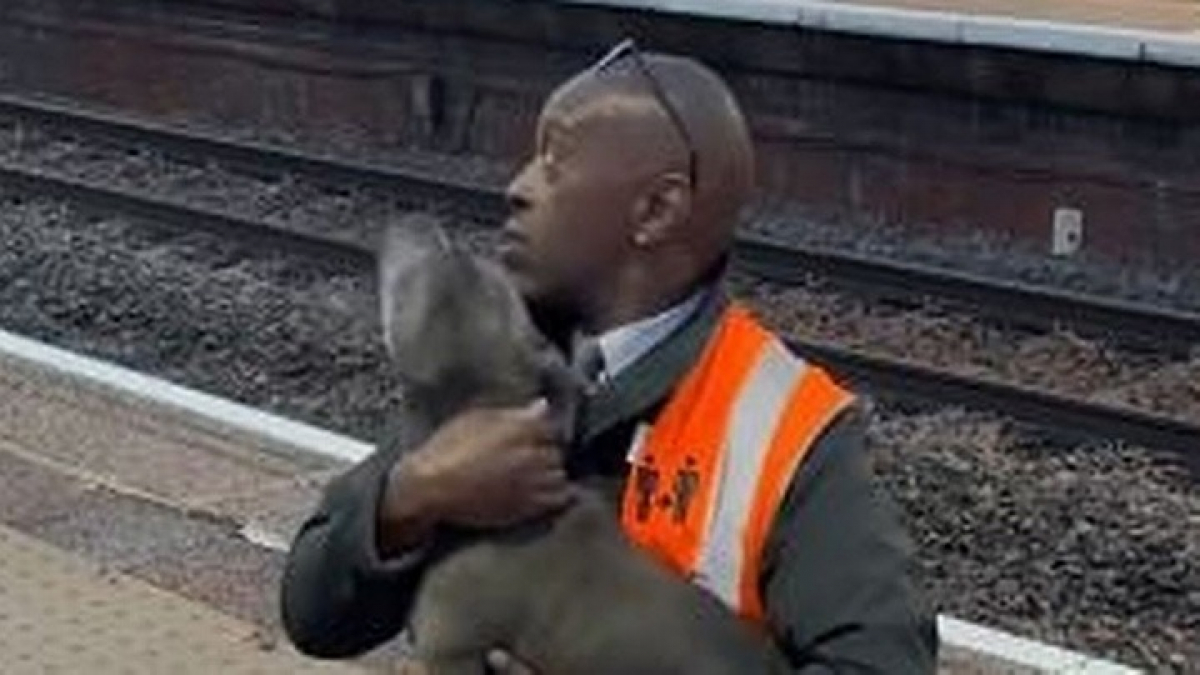 Illustration : "Un chien saute sur les rails dans une gare alors qu’un train arrive : un homme intervient sans se poser de question"