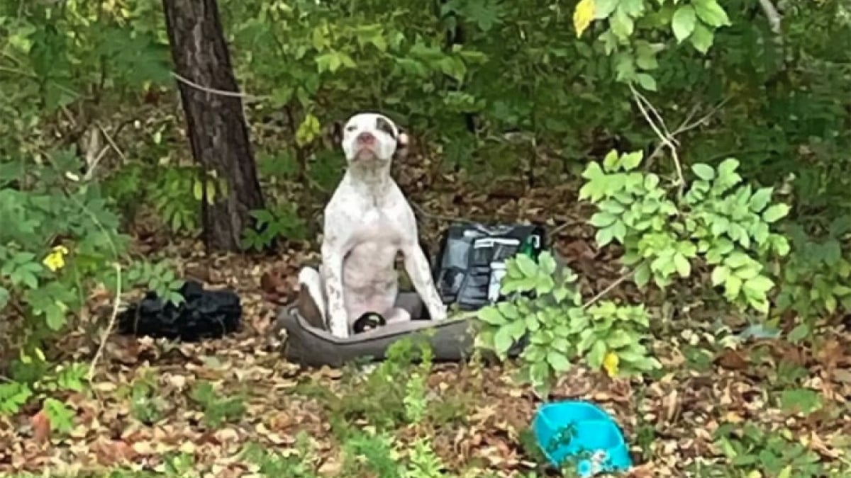 Illustration : "Ce chiot abandonné blessé dans les bois avec toutes ses affaires attendait désespérément qu’on lui vienne en aide"