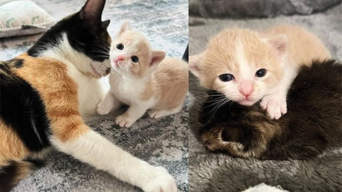 Illustration : "Une chatte et son petit adoptent un bébé orphelin sous le regard attendri de leur famille d’accueil"