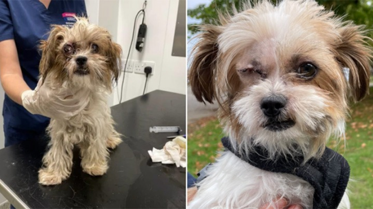 Illustration : "Une chienne Shih Tzu retrouvée en bien piteux état goûte enfin au bonheur après avoir reçu les soins dont elle avait besoin"