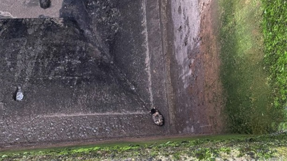 Illustration : "Une chatte tombée dans les égouts d’un cimetière sauvée in extremis de la noyade"