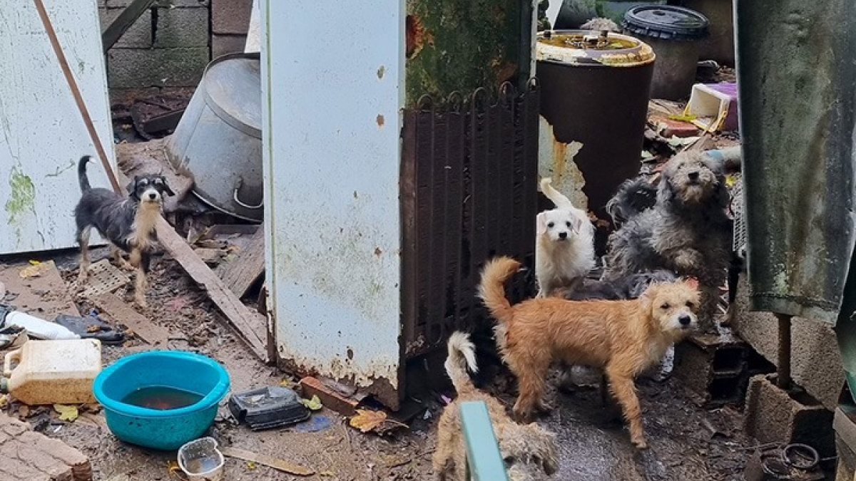 Illustration : "58 chiens et un lapin sauvés de conditions de vie déplorables dans le Val-d’Oise"