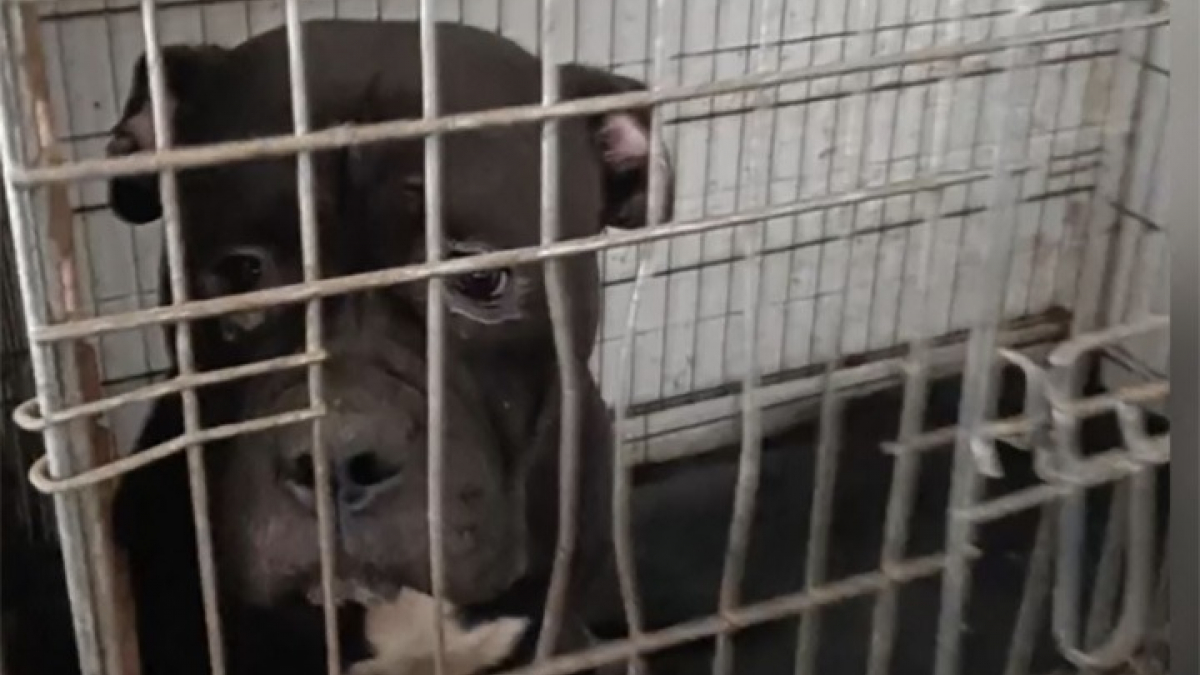 Illustration : "Aulnay-sous-Bois : 11 chiens retrouvés enfermés chez un homme qui faisait déjà l’objet d’une accusation pour maltraitance animale"