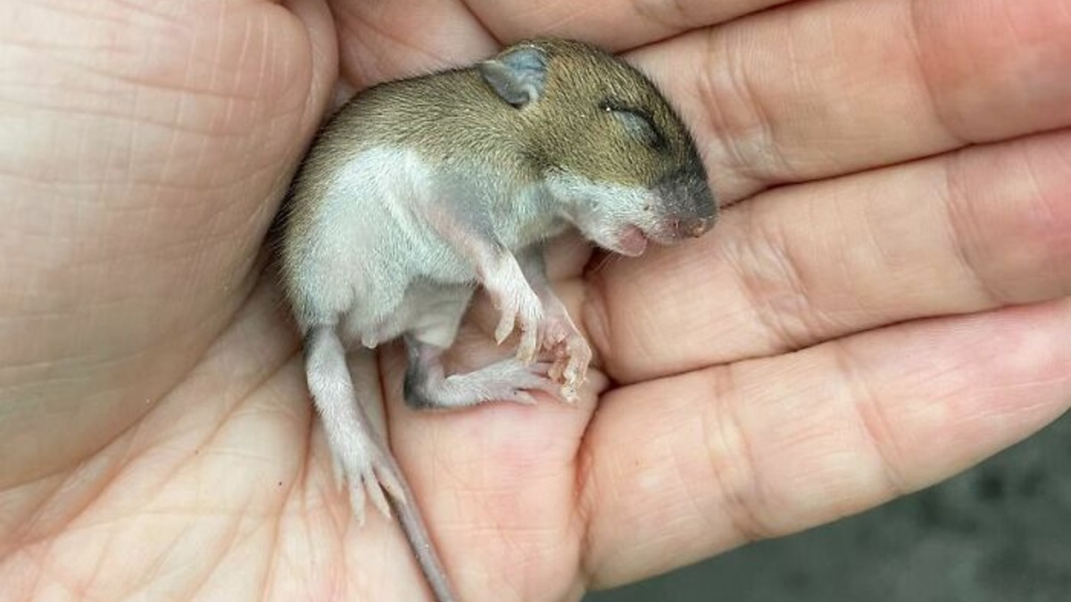 Illustration : "14 photos racontant l'histoire touchante du sauvetage d'une souris qui semblait condamnée"