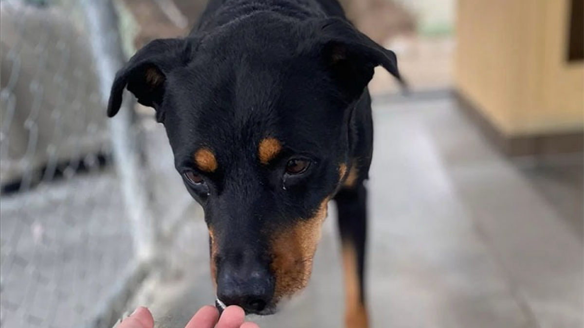 Illustration : "Ce chien attend depuis 6 longues années en refuge qu’on l’adopte à cause d’un de ses traits de caractère "