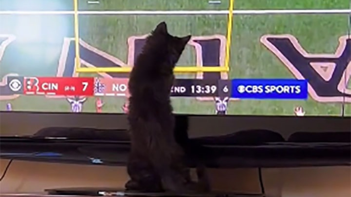 Illustration : "La vidéo attendrissante d’un chaton supporteur de son équipe de football américain qui tente d’attraper la balle à la télévision"
