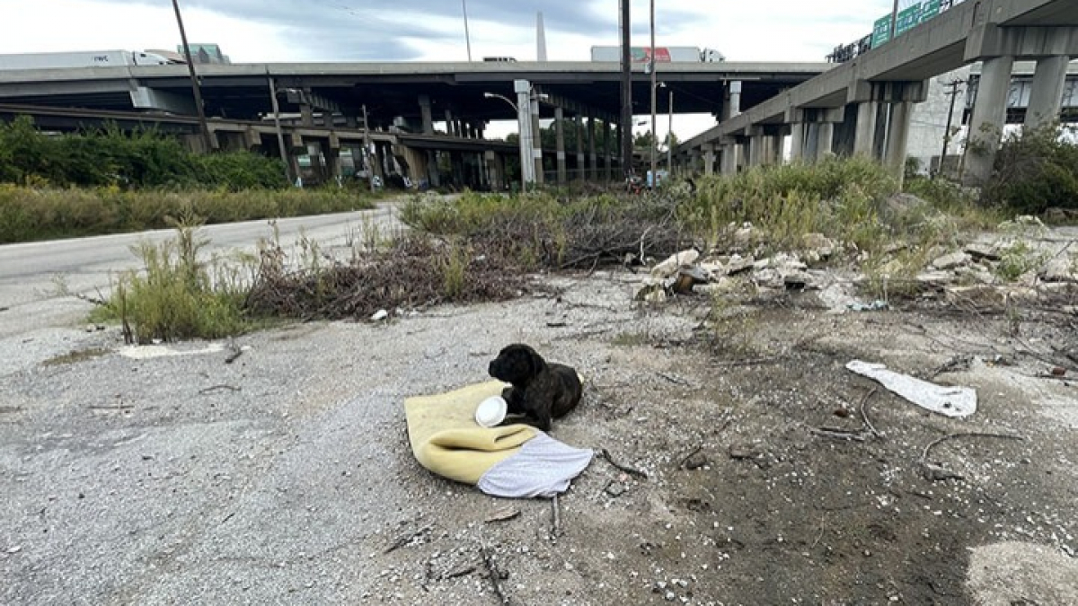 Illustration : "Un chien retrouvé seul sous un pont avec une grave blessure par arme à feu cherche un nouveau foyer après avoir été amputé"