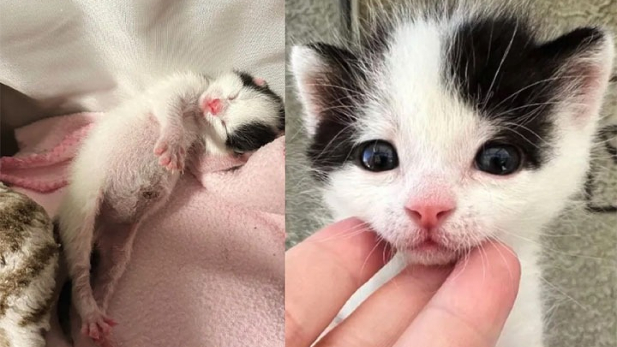 Illustration : "Un chaton orphelin de 4 jours déjoue les pronostics en sa défaveur et prouve sa volonté de vivre à ses bienfaiteurs"