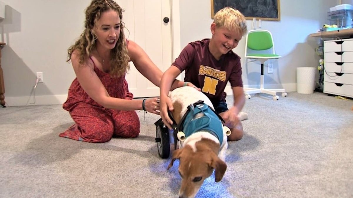 Illustration : "Un garçon de 11 ans se donne pour mission de fabriquer un chariot pour le chien handicapé de son institutrice"